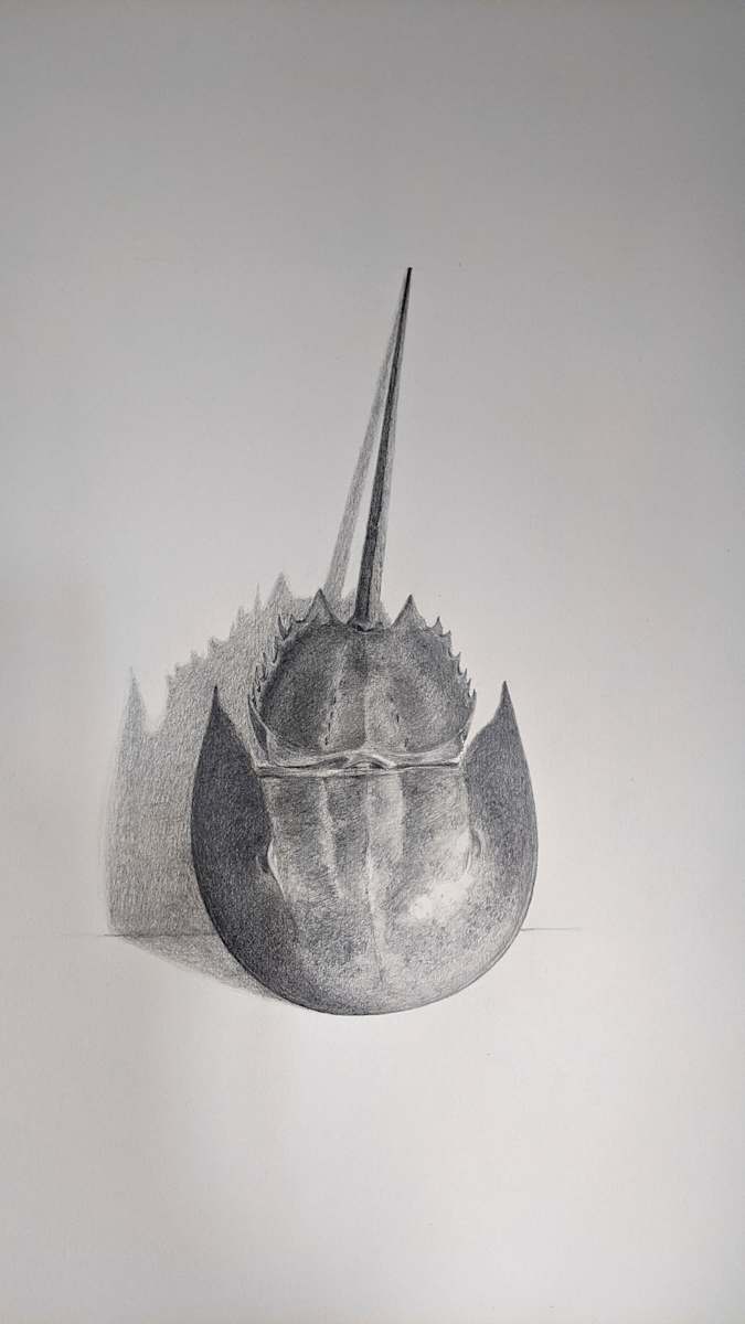 Horseshoe Crab Graphite by Cleo Huggins 
