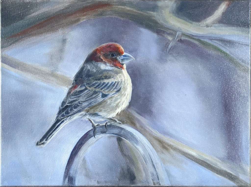 House Finch in Winter by Cleo Huggins 