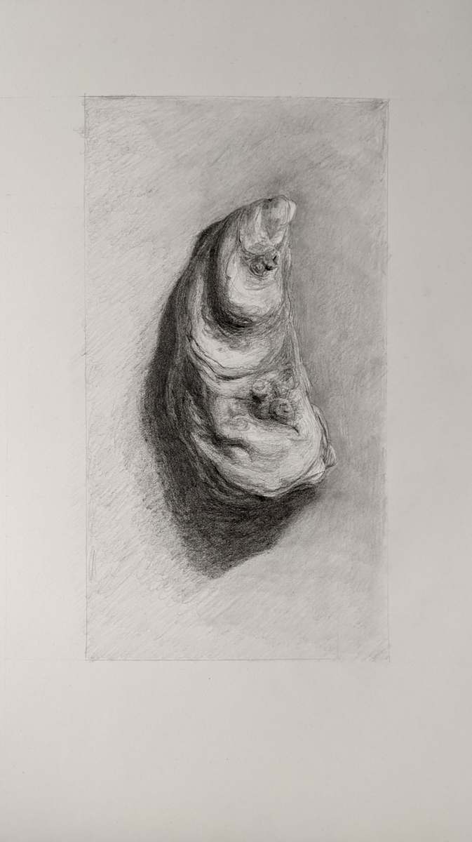 Oyster Drawing by Cleo Huggins  Image: Oyster shell graphite