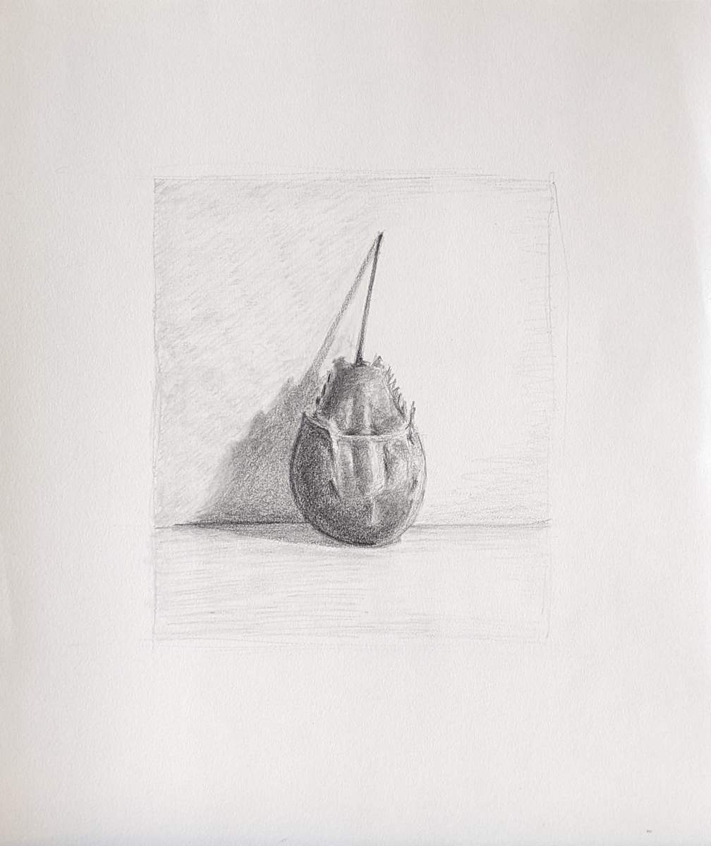 Horseshoe Crab Value Study by Cleo Huggins 