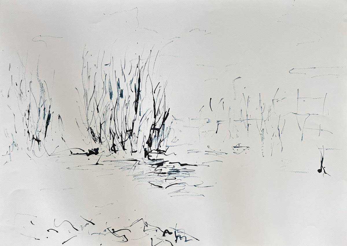 Phragmites by Astrid Steingrueber, Image 5.