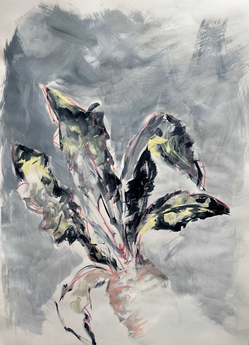 Beet by Astrid Steingrueber 