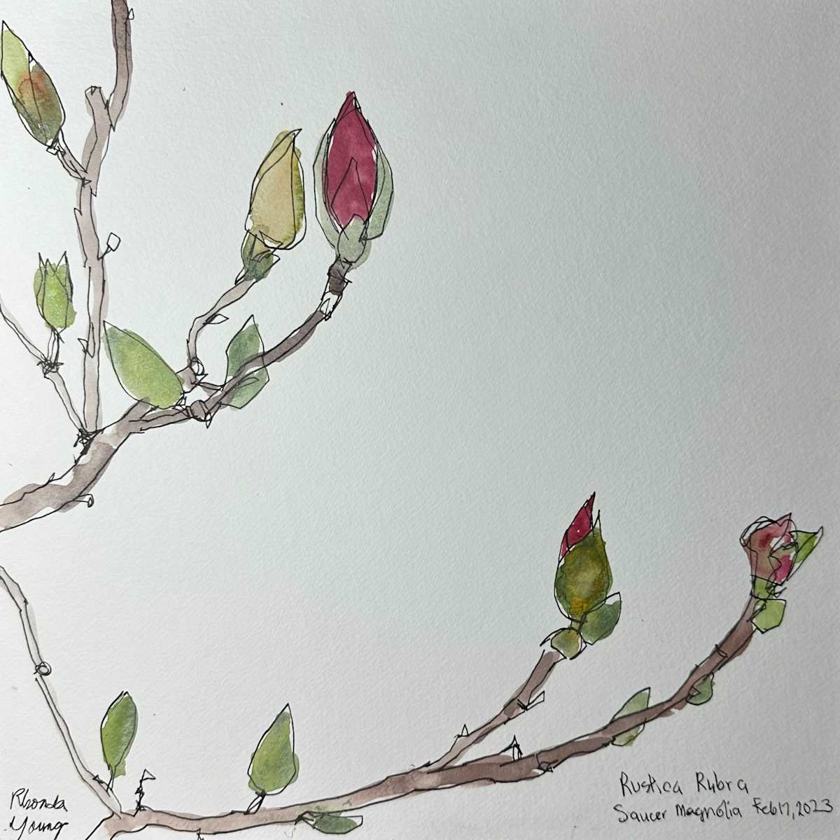 Saucer Magnolia, February 17, 2023 by Rhonda Young, Image 2.