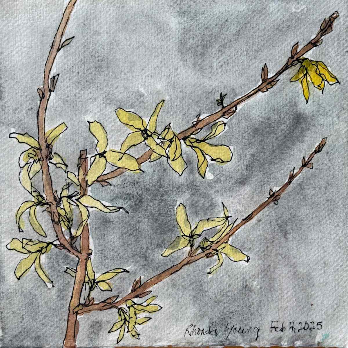 Forsythia, February 4, 2025 by Rhonda Young, Image 1.