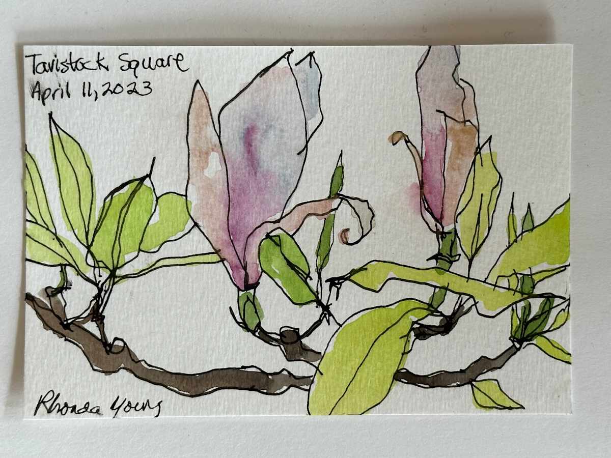 Tavistock Square Magnolias, April 11, 2023 by Rhonda Young, Image 1.