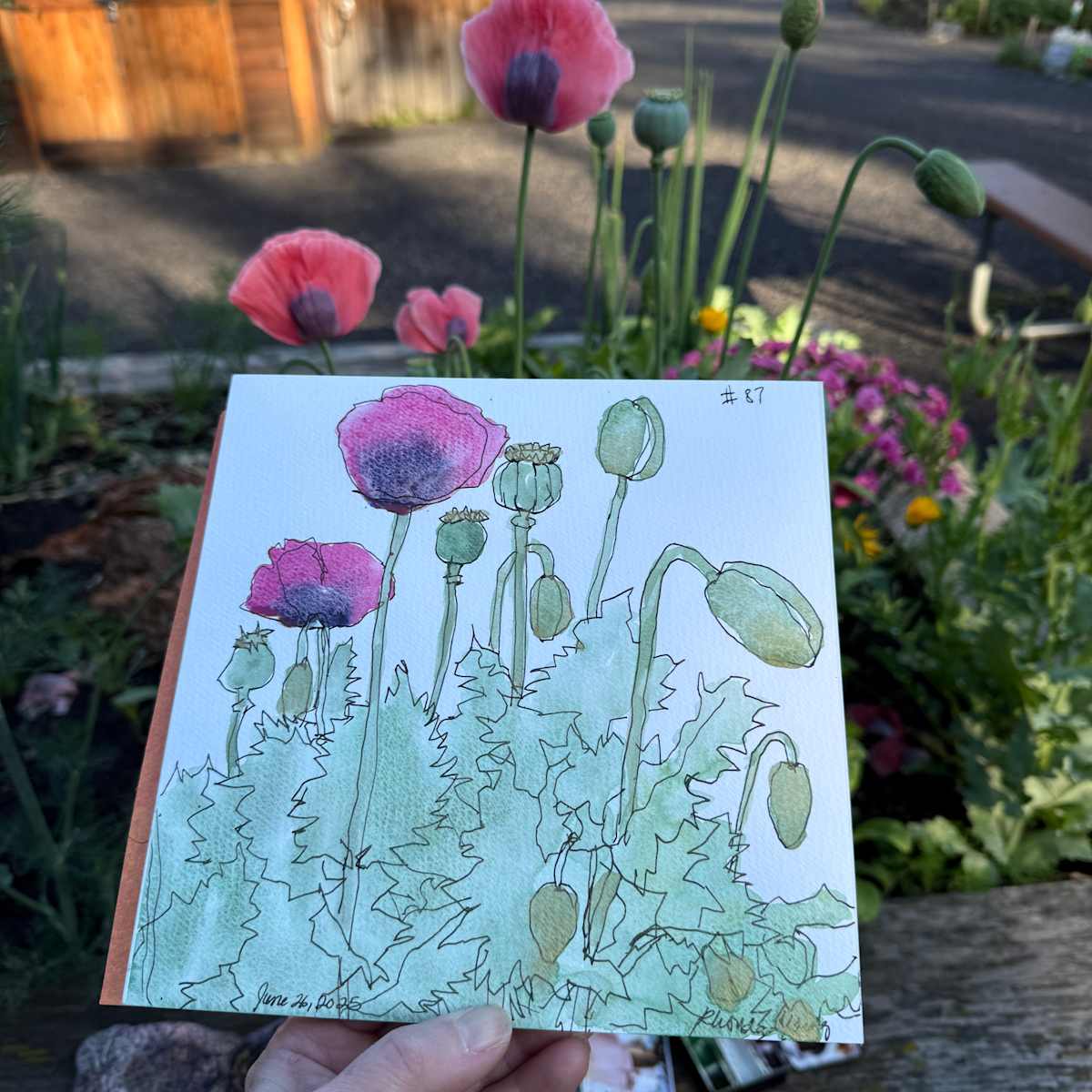 Peace Garden Poppies by Rhonda Young, Image 1.