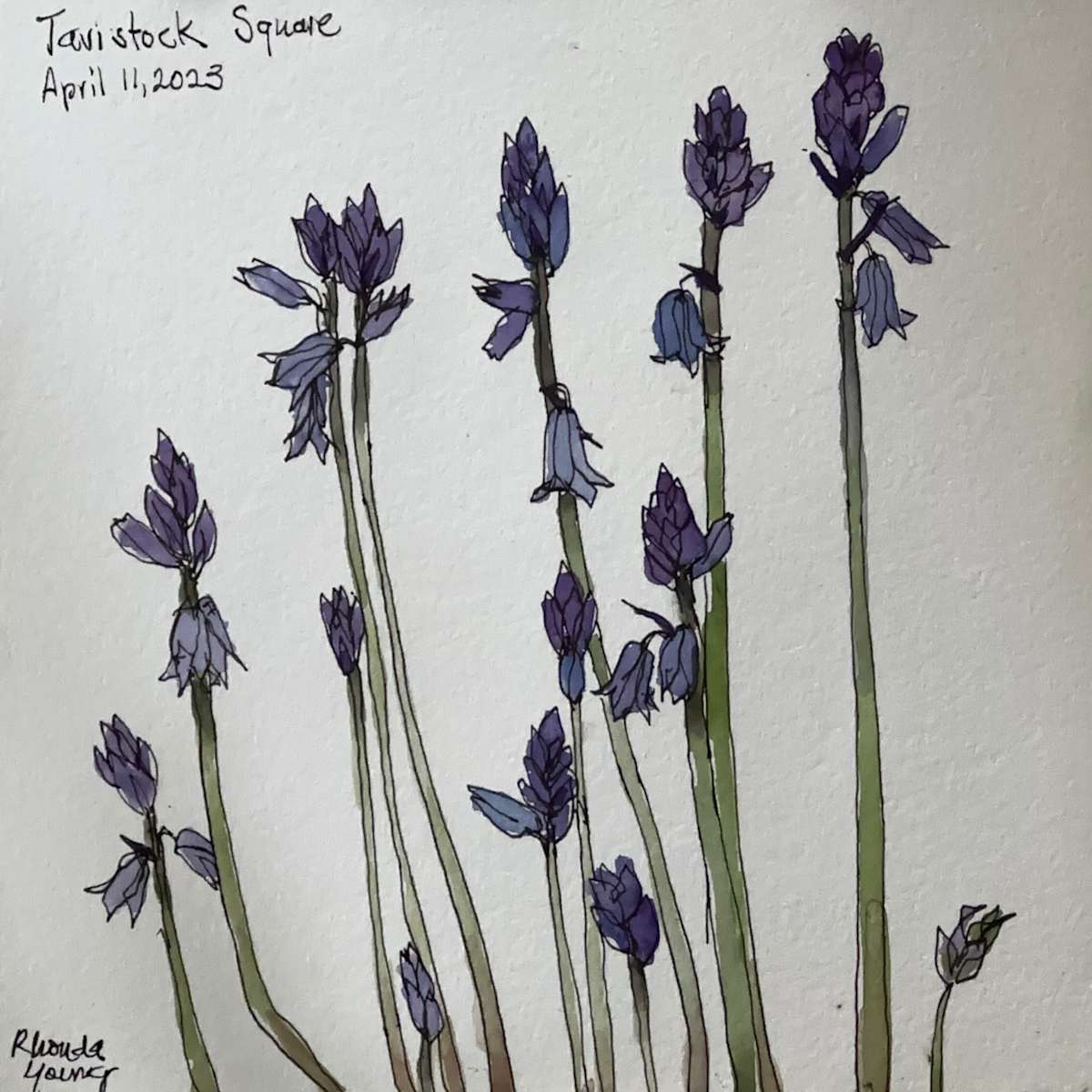 Bluebells, Tavistock Square by Rhonda Young, Image 2.