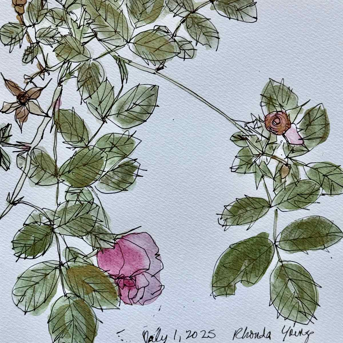 Pink Rose, July 1, 2025 by Rhonda Young, Image 1.