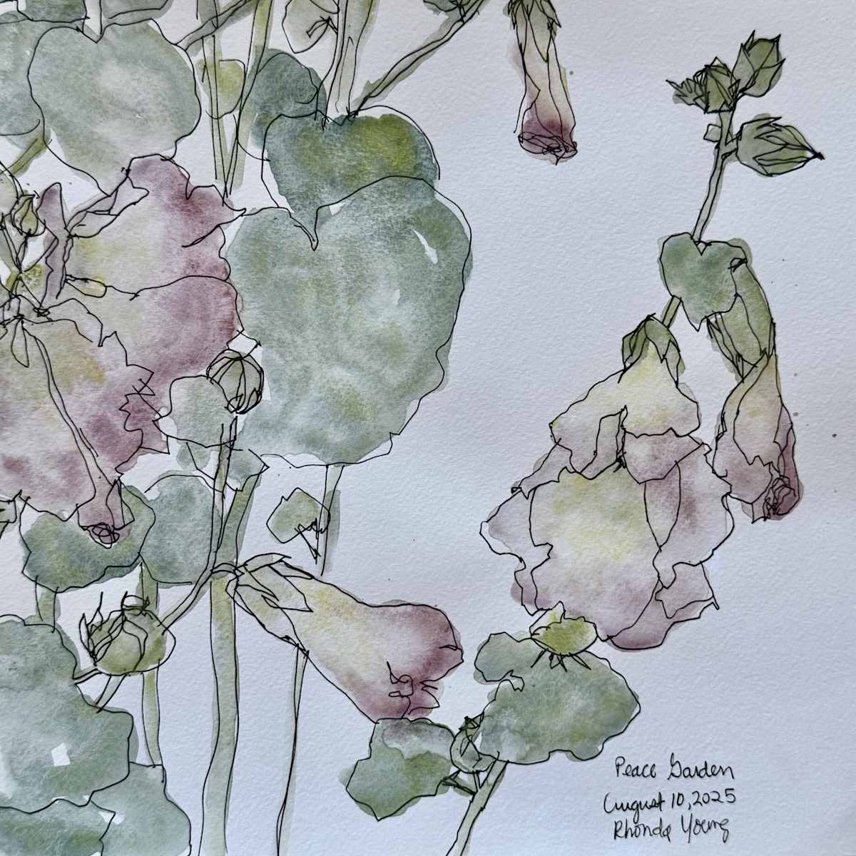 Gaby's Hollyhocks, Peace Garden, August 10, 2025 by Rhonda Young, Image 1.