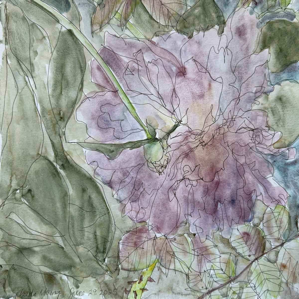 Pink Peony, June 29, 2025 by Rhonda Young, Image 10.