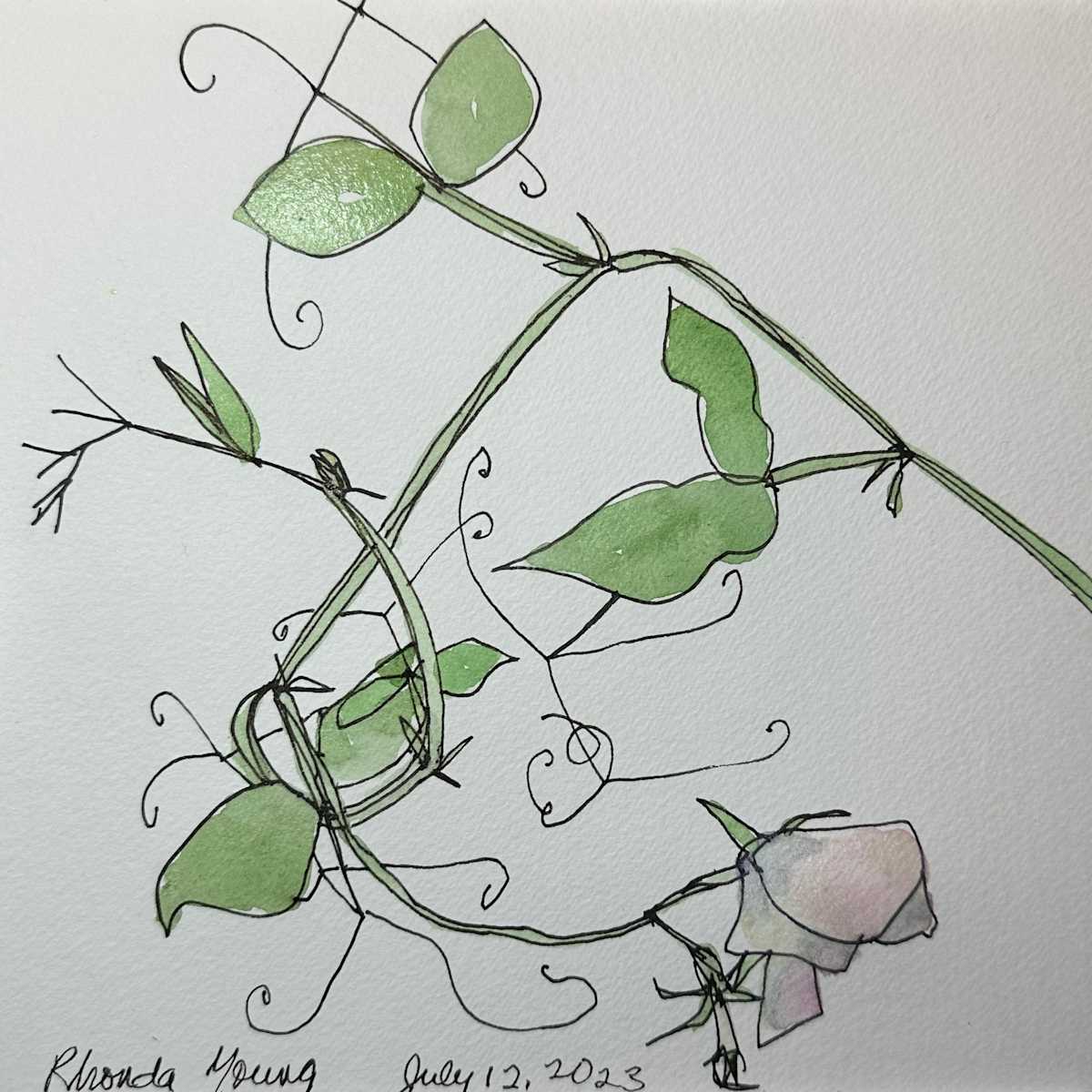 Sweet Peas, July 12, 2023 by Rhonda Young, Image 4.