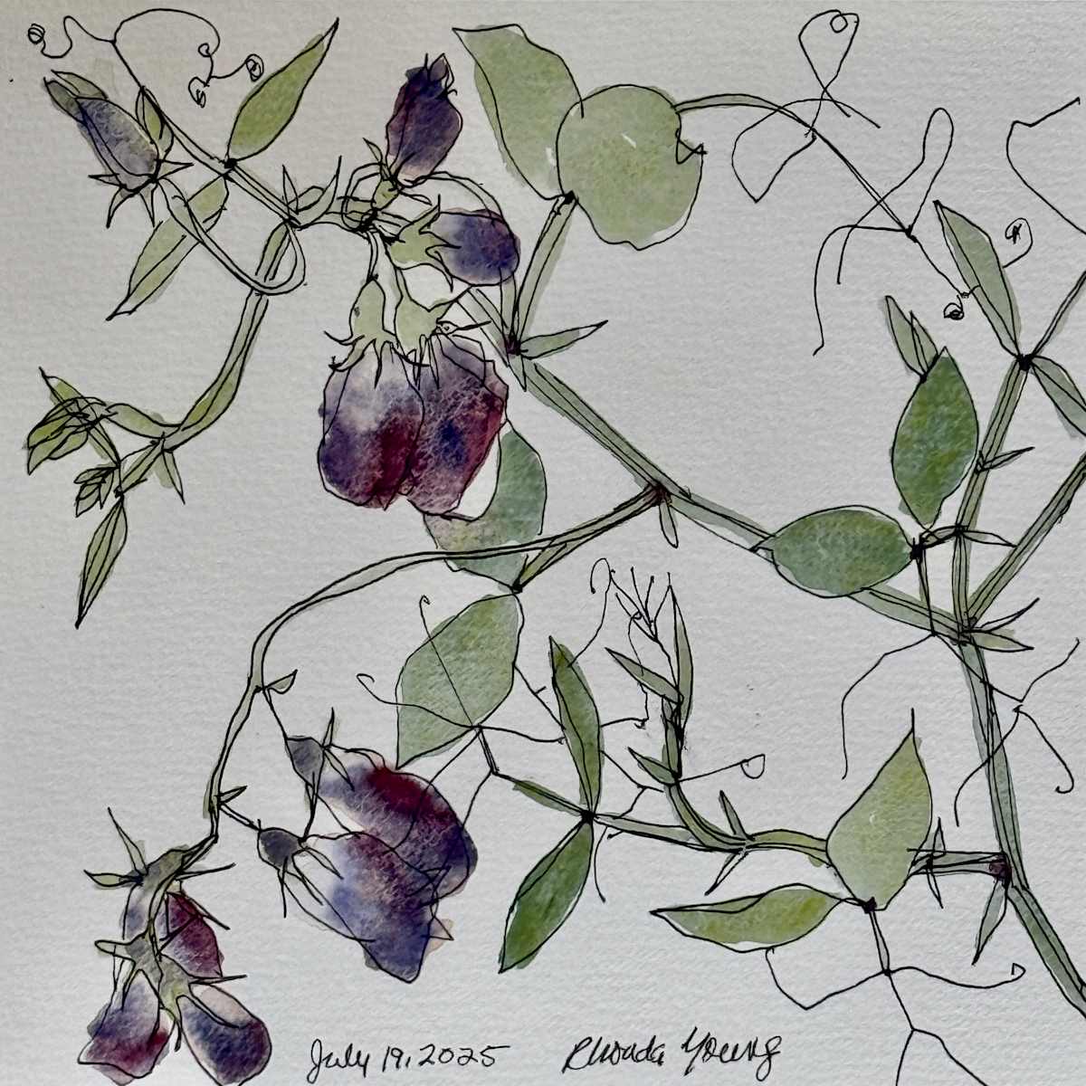 Purple Sweet Peas, July 19, 2025 by Rhonda Young, Image 1.