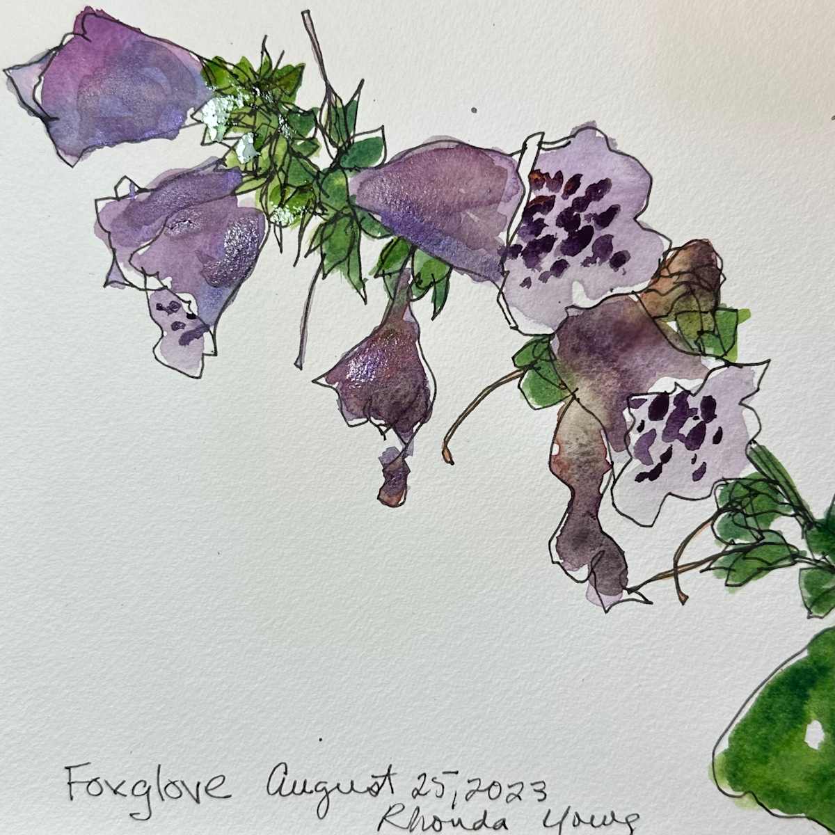 Foxglove, August 25, 2023 by Rhonda Young, Image 2.