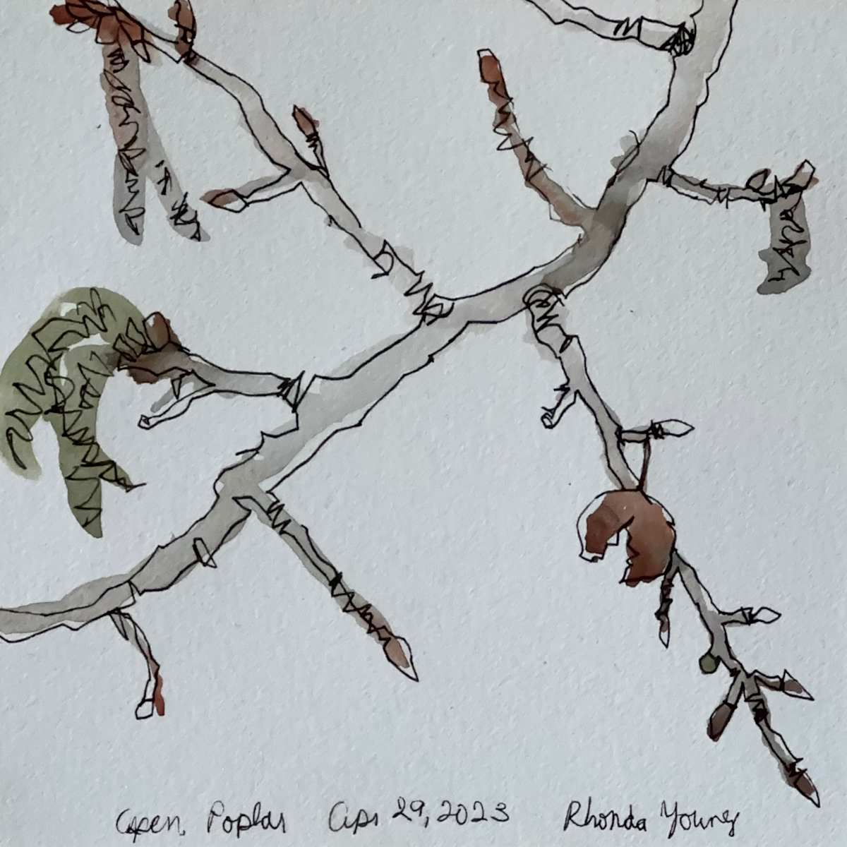 Aspen Poplar, Alberta Legislature, April 29, 2023 by Rhonda Young, Image 3.