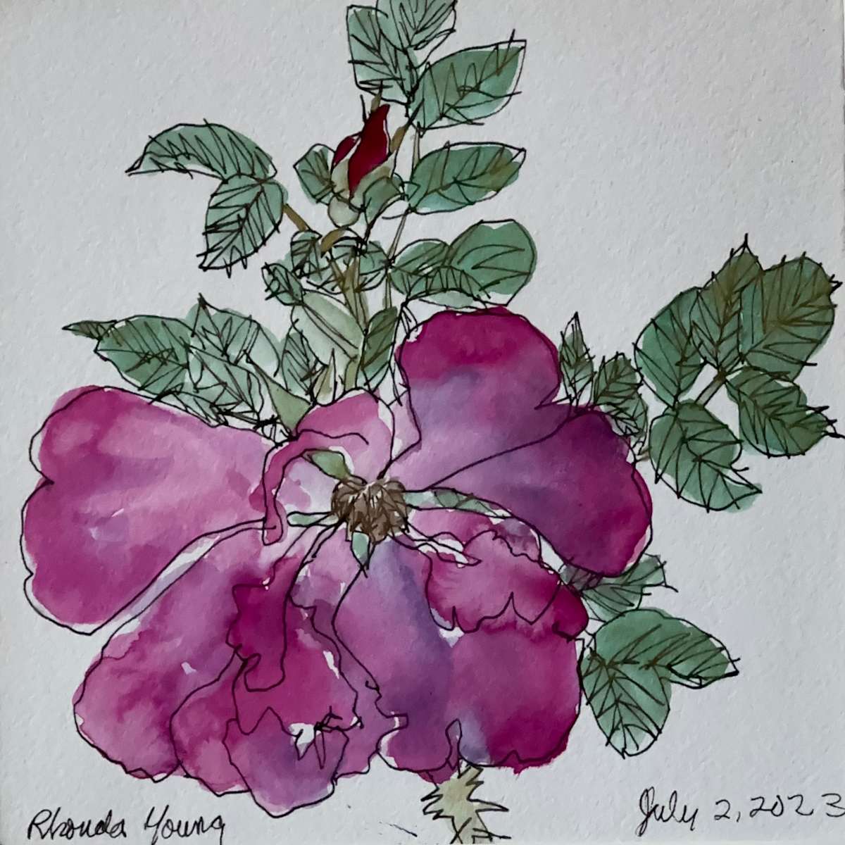 Maria's Rose, July 2, 2023 by Rhonda Young, Image 5.