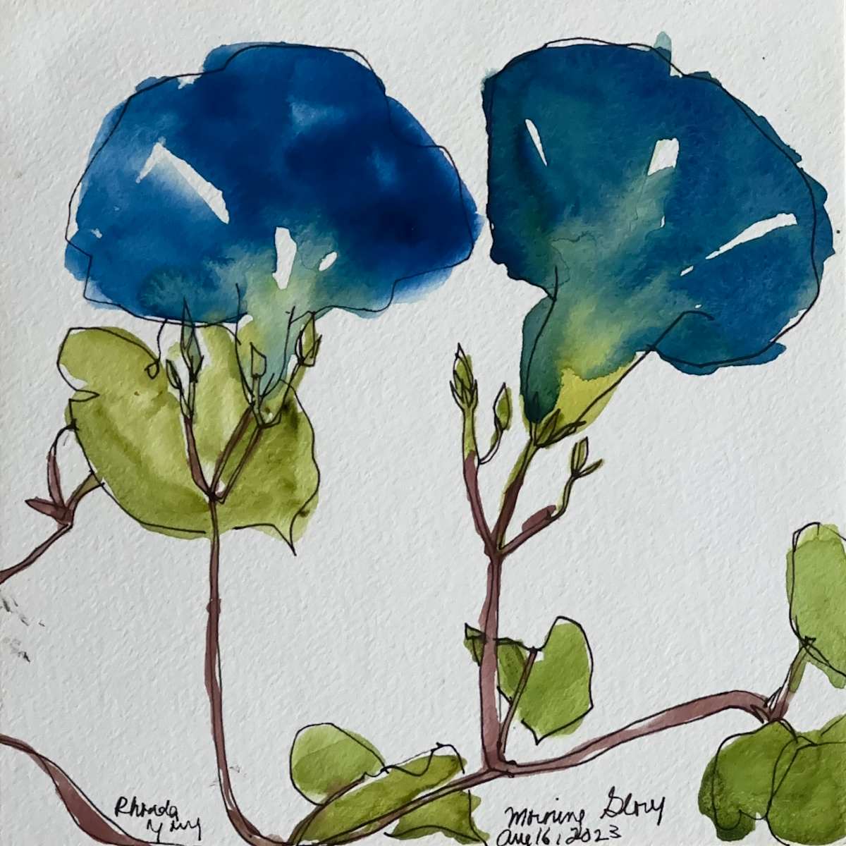 Morning Glory, August 16, 2023 by Rhonda Young, Image 2.