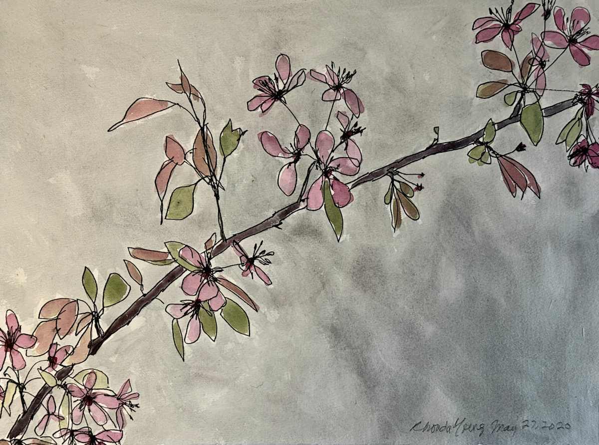 Weeping Crabapple Blossoms, May 27, 2020 by Rhonda Young, Image 1.
