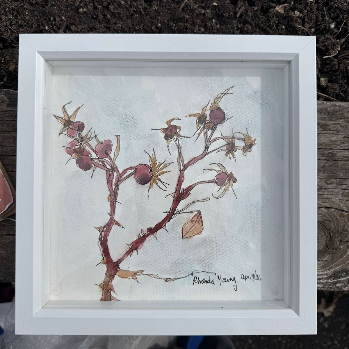 Rosehips, Peace Garden Park, April 19, 2026 by Rhonda Young, Image 1.