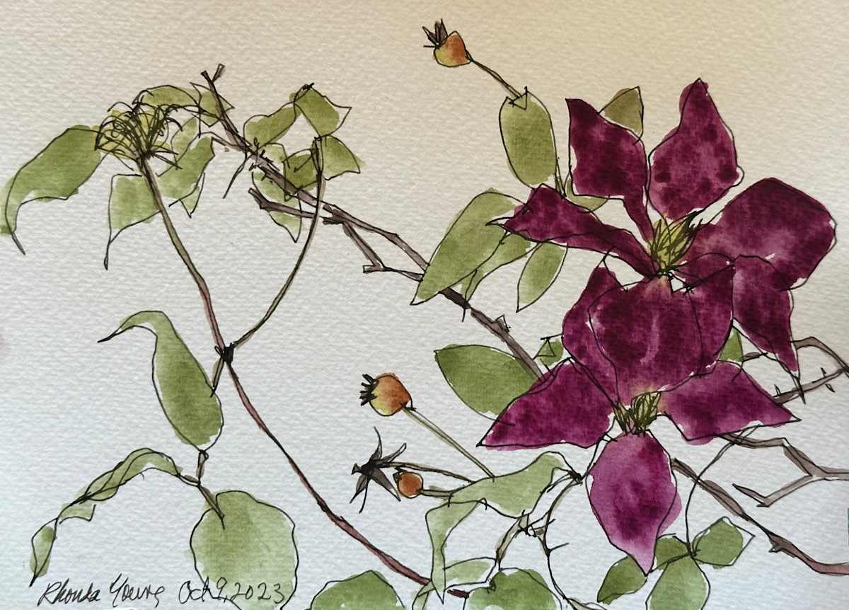 Rose Garden Hyde Park, Oct 9, 2023 by Rhonda Young, Image 2.