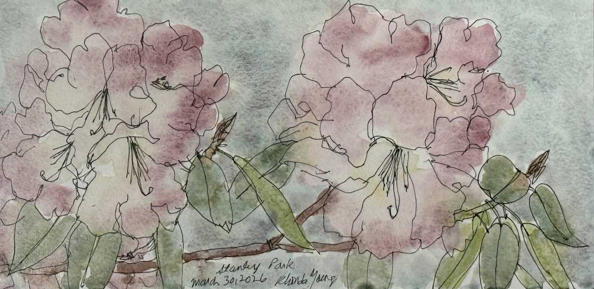 Stanley Park Rhododendrons by Rhonda Young, Image 1.