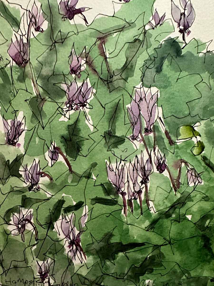 Cyclamen, Hampstead Hill, Oct 6, 2023 by Rhonda Young, Image 2.