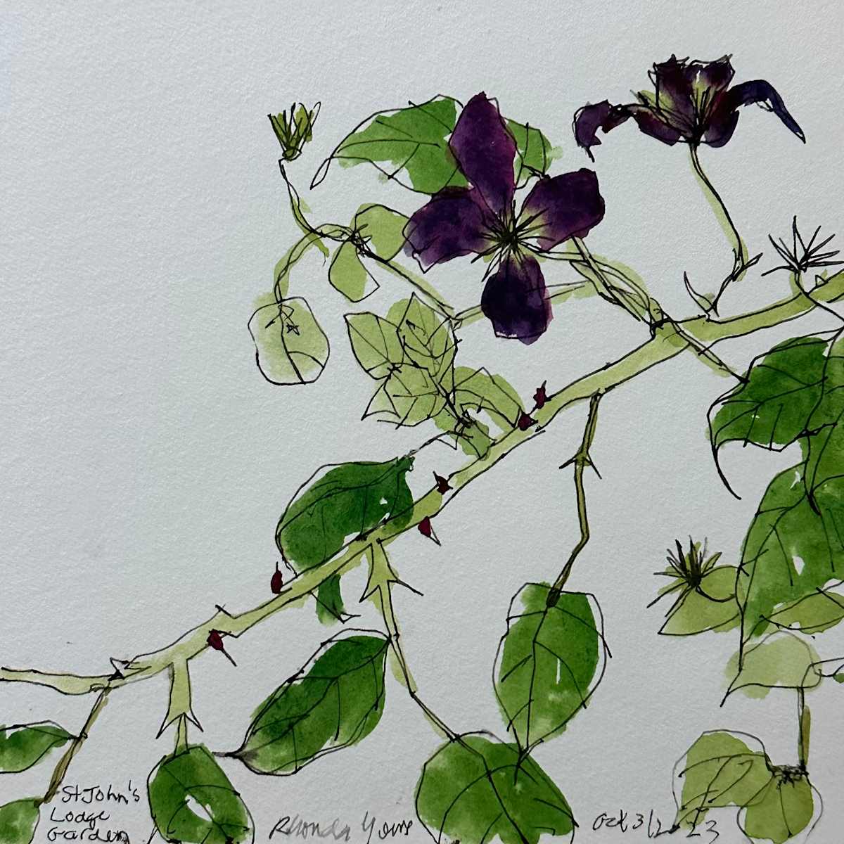 Purple Clematis, St John's Lodge Garden, October 3, 2023 by Rhonda Young, Image 1.