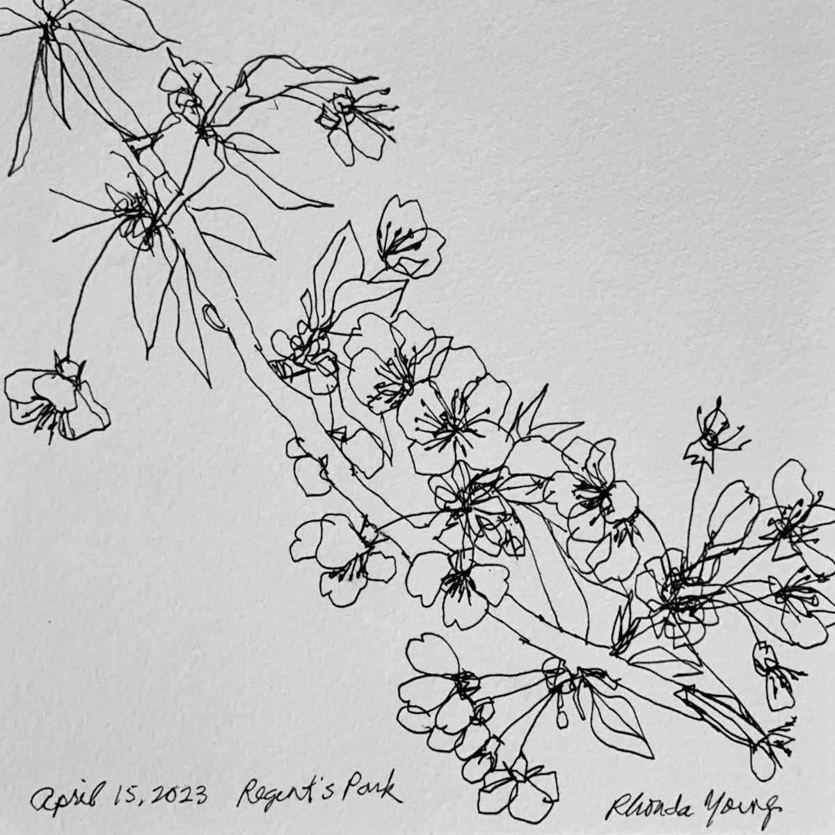 Blossoms, Regent's Park, April 15, 2023 by Rhonda Young, Image 1.