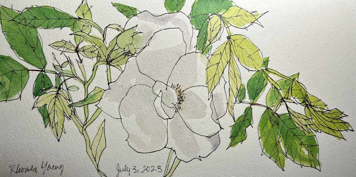 White Rose, July 3, 2023 by Rhonda Young, Image 5.