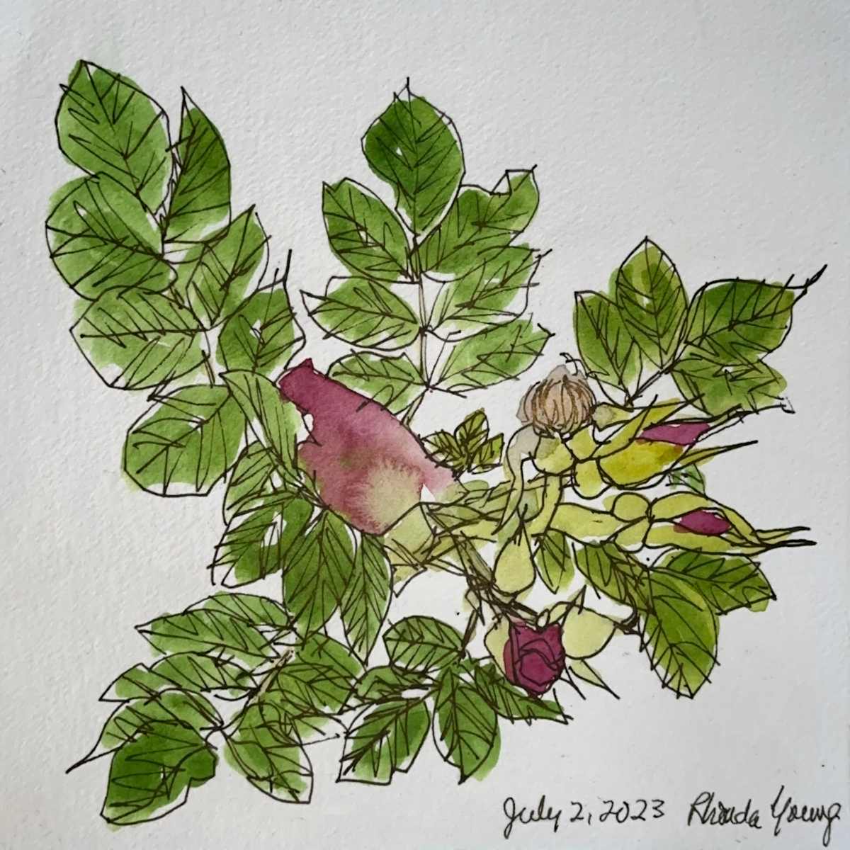 Red Rose, July 2, 2023 by Rhonda Young, Image 7.