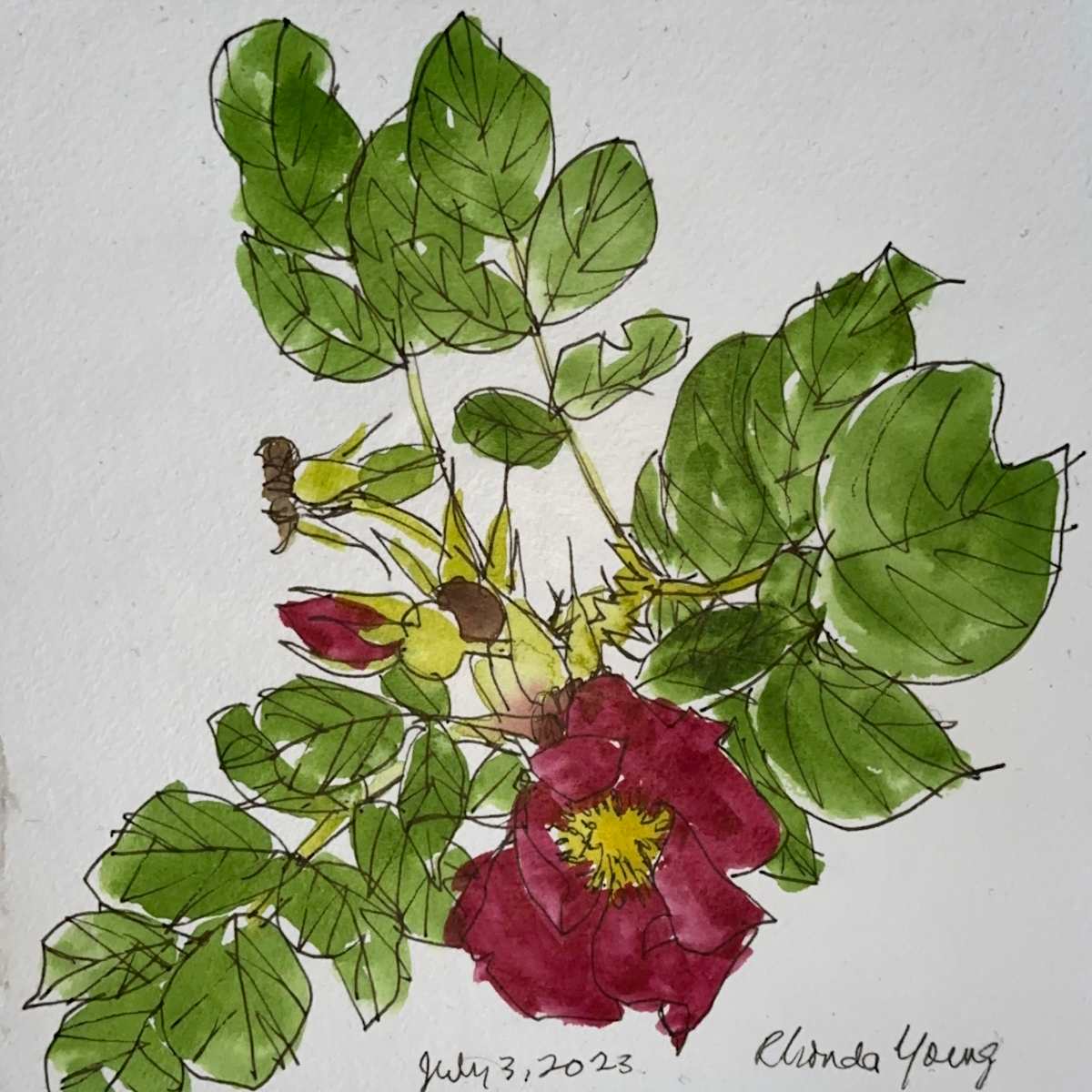 Red Rose, July 3, 2023 by Rhonda Young, Image 8.