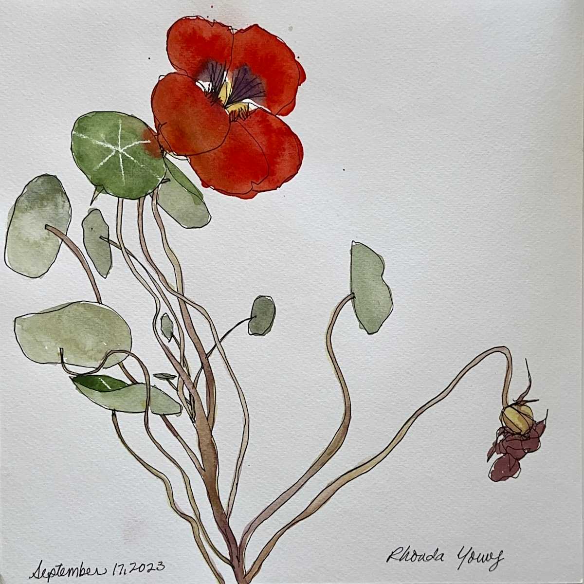 Nasturtium, September 17, 2023 by Rhonda Young, Image 1.