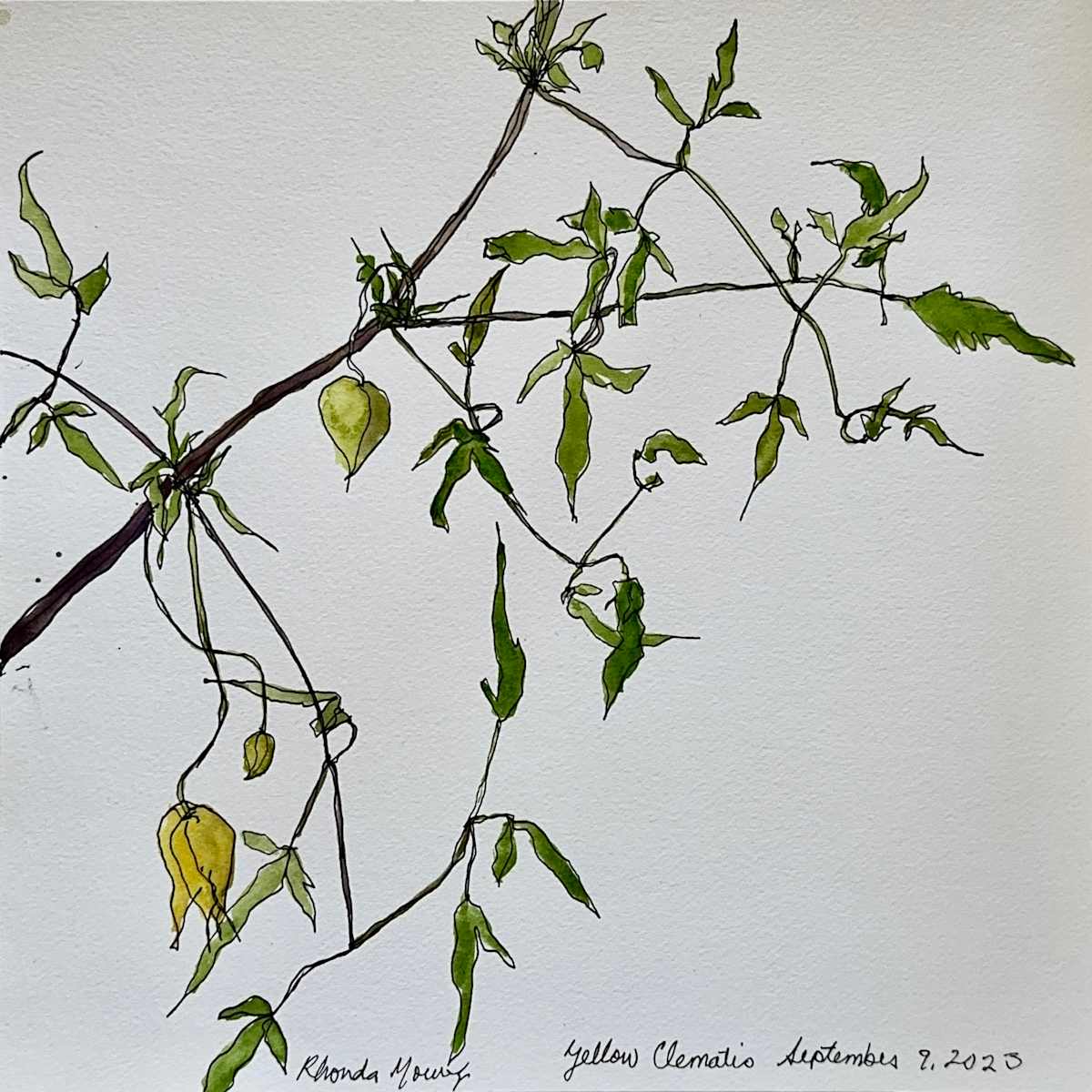 Yellow Clematis, September 9, 2023 by Rhonda Young, Image 9.