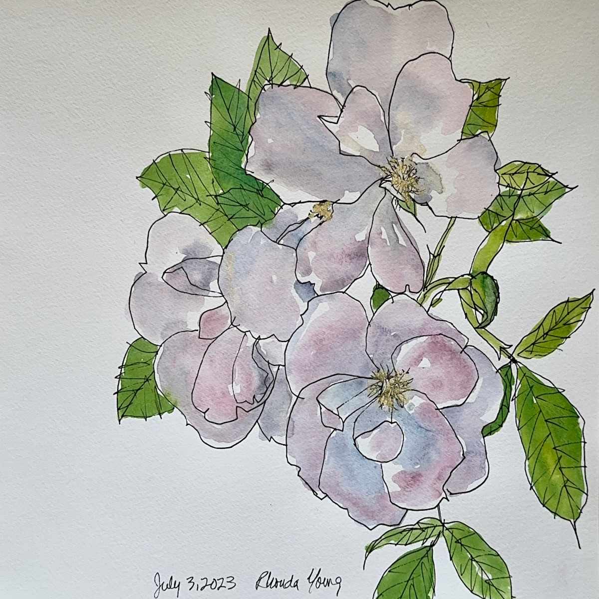 Light Pink Roses, July 3, 2023 by Rhonda Young, Image 1.