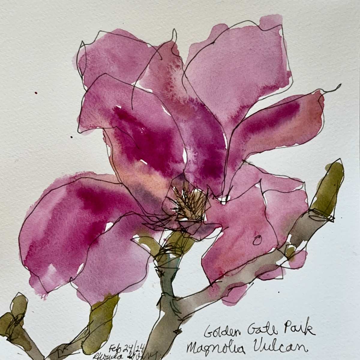 Magnolia Vulcan, Golden Gate Park, San Francisco by Rhonda Young, Image 2.