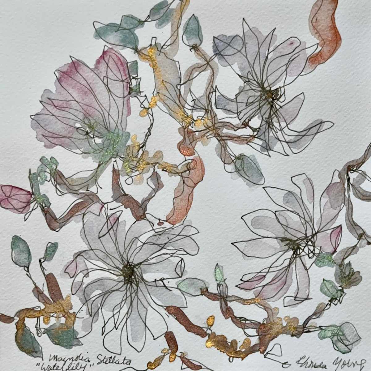 Magnolia Stellata "Waterlily" by Rhonda Young, Image 3.