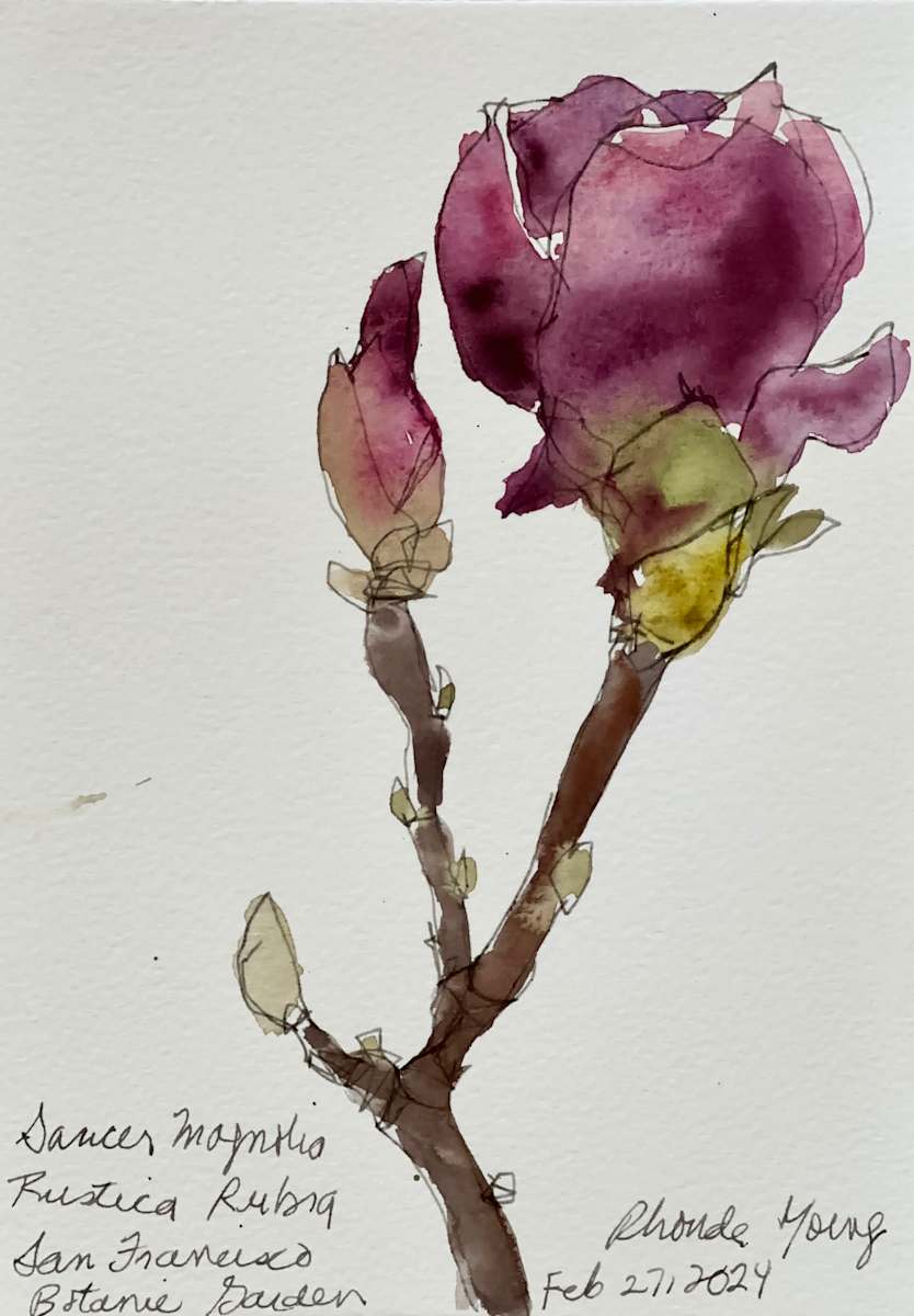 Saucer Magnolia, San Francisco Botanic Garden, February 27, 2024 by Rhonda Young, Image 5.