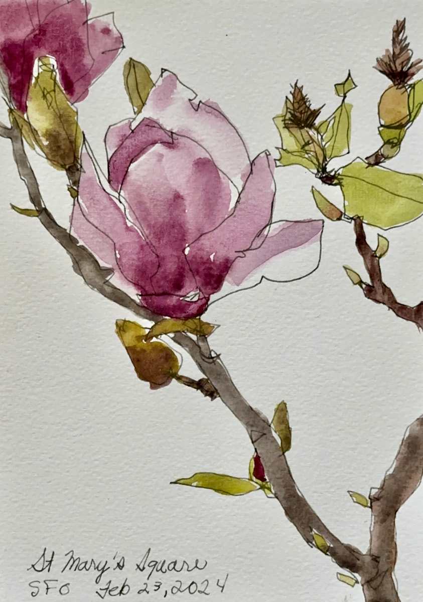 St Mary's Square Chinatown SFO Magnolia, February 23, 2024 by Rhonda Young, Image 4.