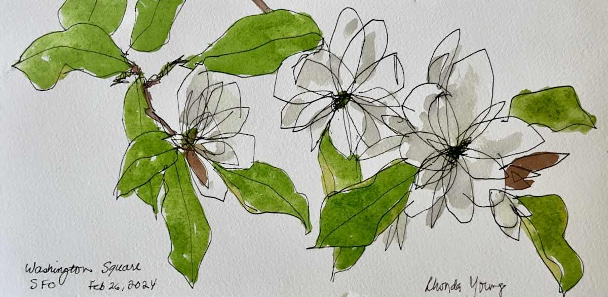 Magnolia, Washington Square San Francisco, February 26, 2024 by Rhonda Young, Image 2.