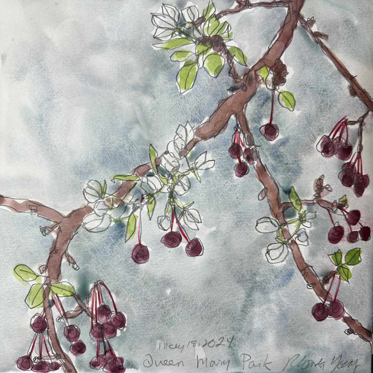 Crabapples, Queen Mary Park, May 18, 2024 by Rhonda Young, Image 1.