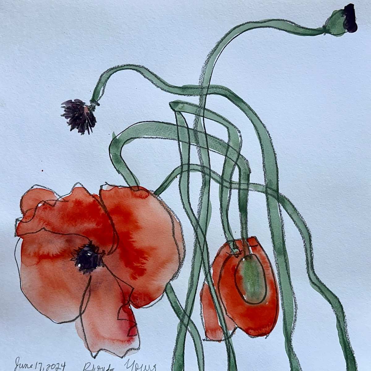 Poppies, June 17, 2024 by Rhonda Young, Image 2.