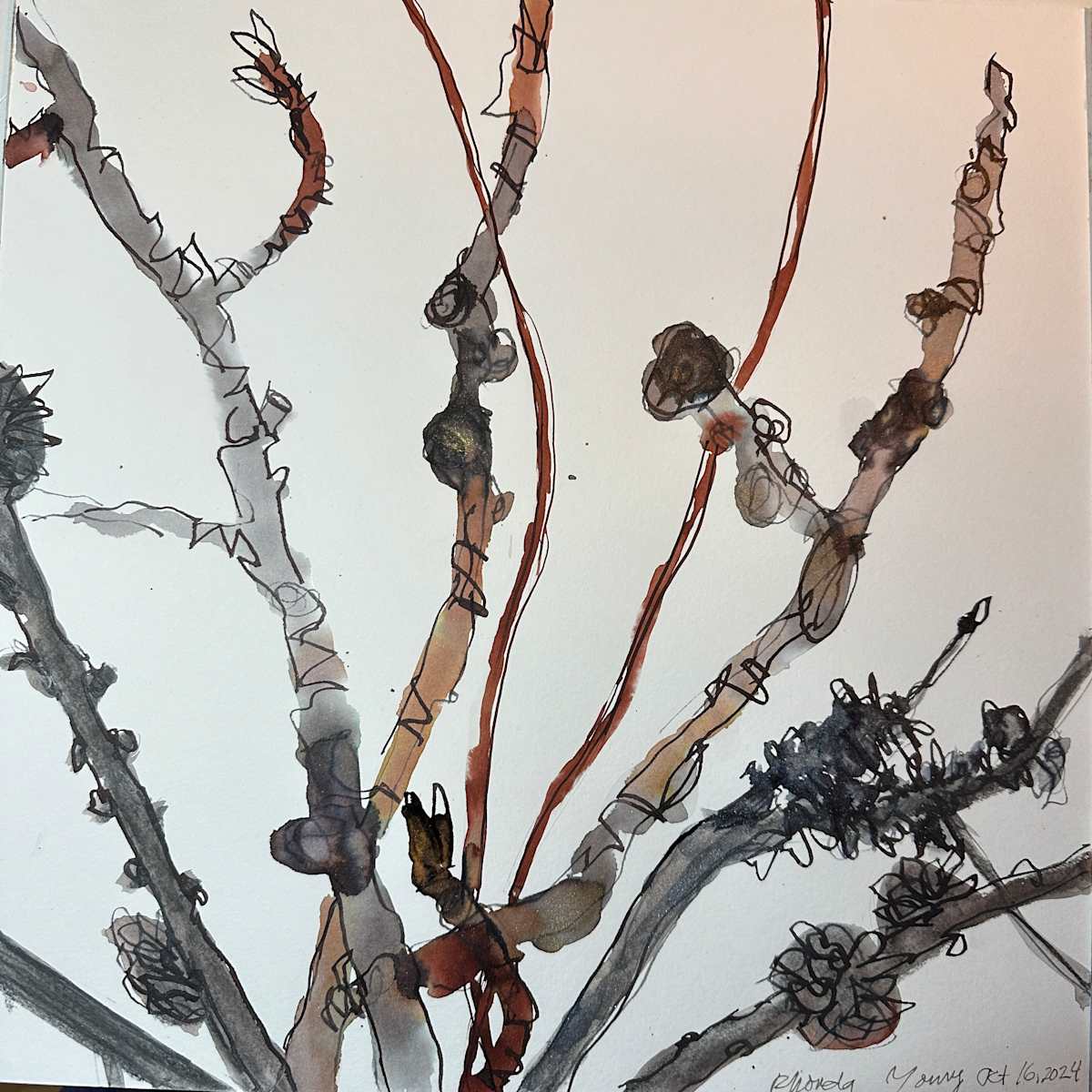 Fall Branches, October 16, 2024 by Rhonda Young 