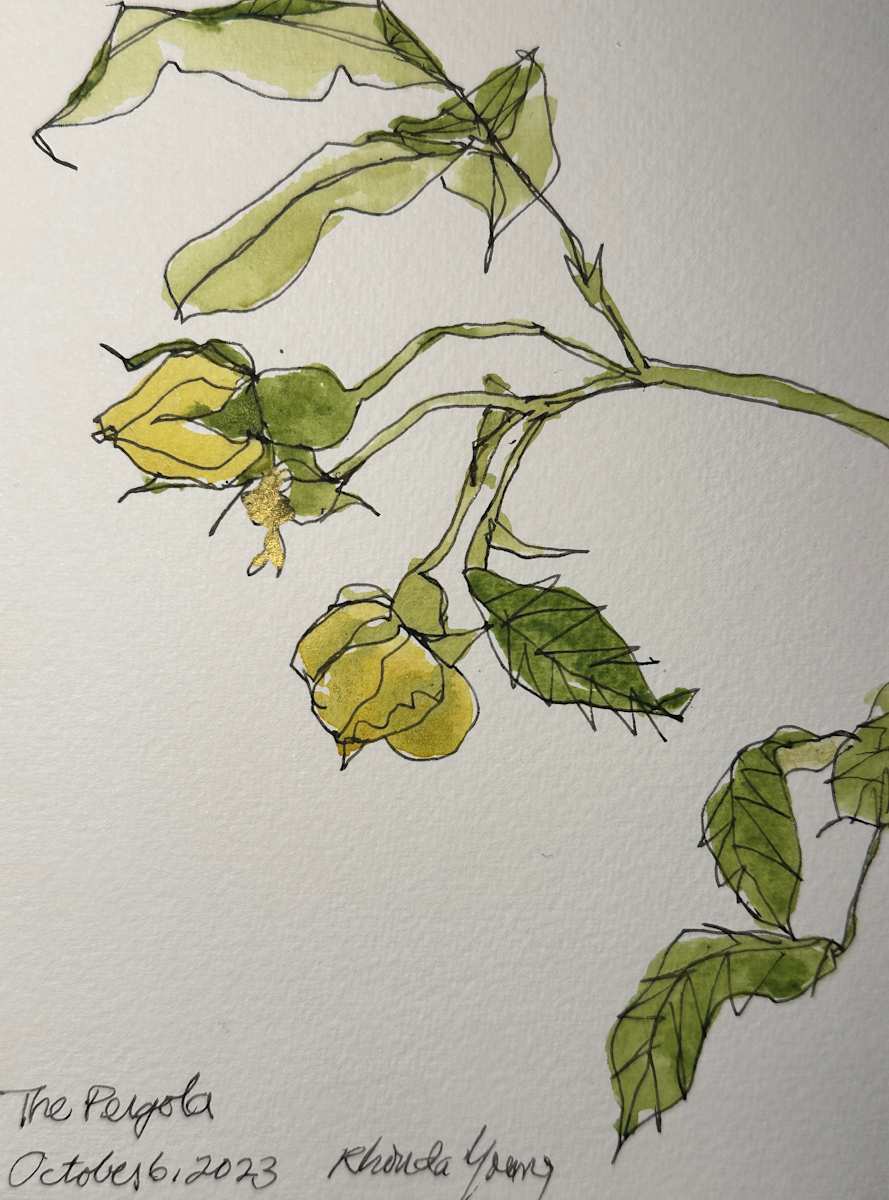 Yellow Rose, the Pergola, Hampstead, London UK October 6, 2023 by Rhonda Young, Image 3.