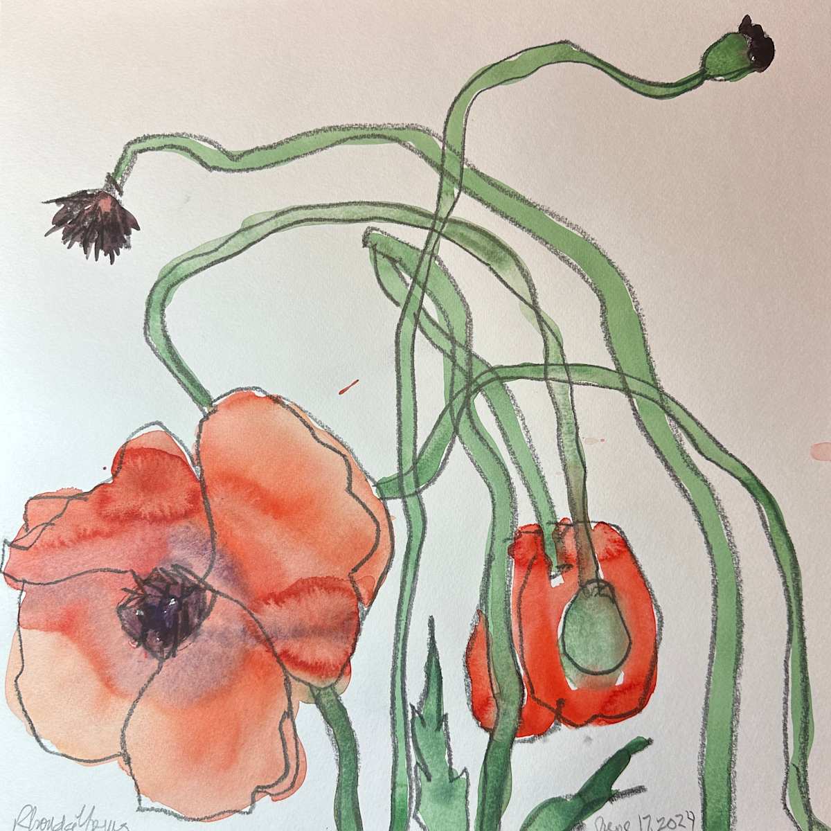 Poppies, June 17, 2024 by Rhonda Young, Image 1.
