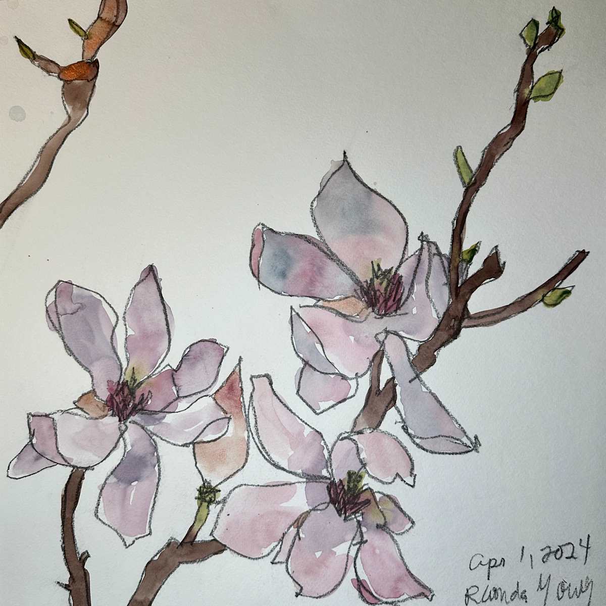 Magnolia branches, April 1, 2024 by Rhonda Young, Image 1.