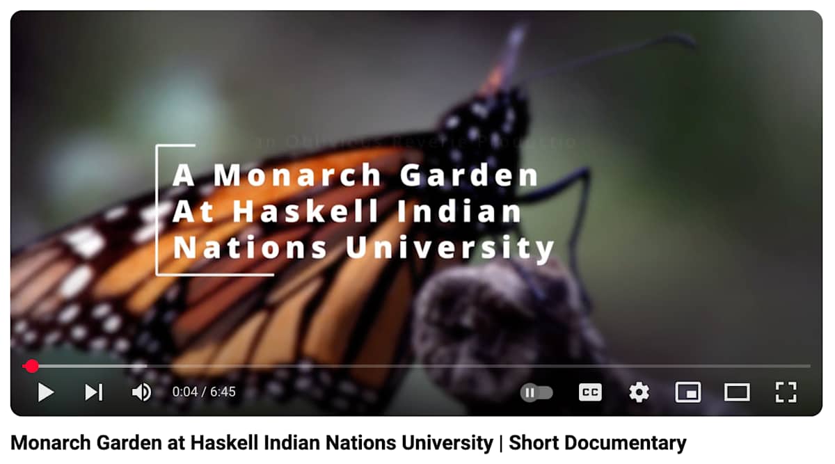 Monarch Garden at HINU – Short Documentary by Xakái  Image: To view this video artwork, click the embedded file below this image.