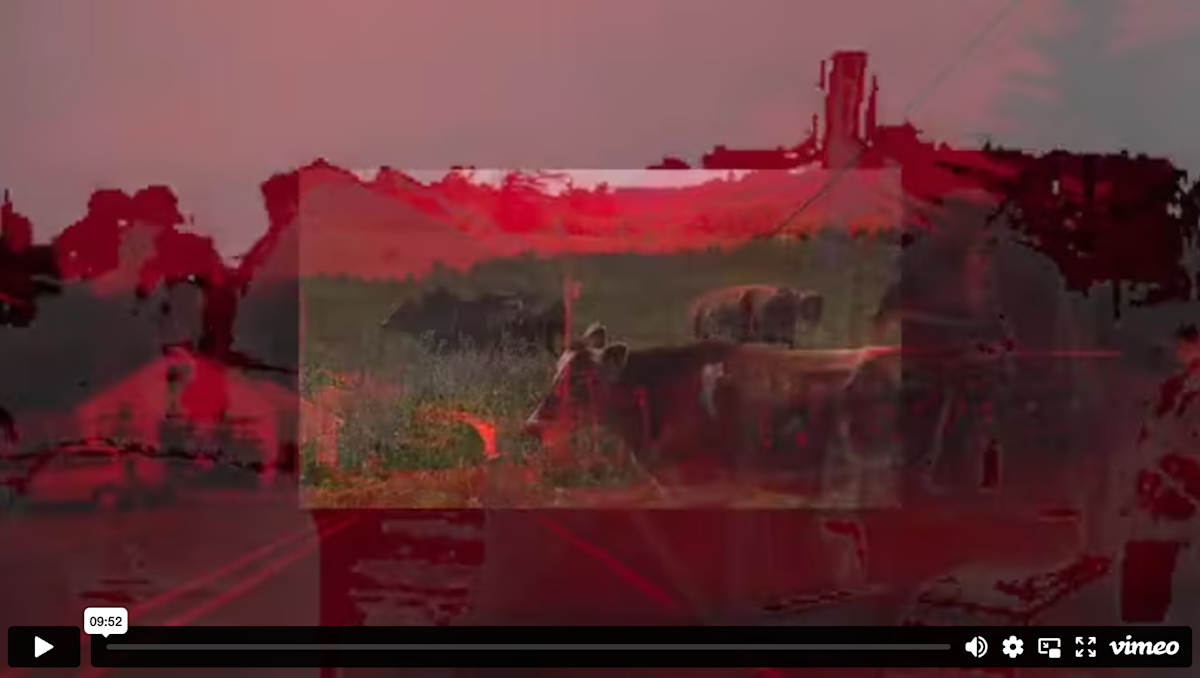 Faces, Displays, and Other Imaginary Things by Olivia Camfield, Woodrow Hunt  Image: To view this video artwork, click the embedded file below this image.
