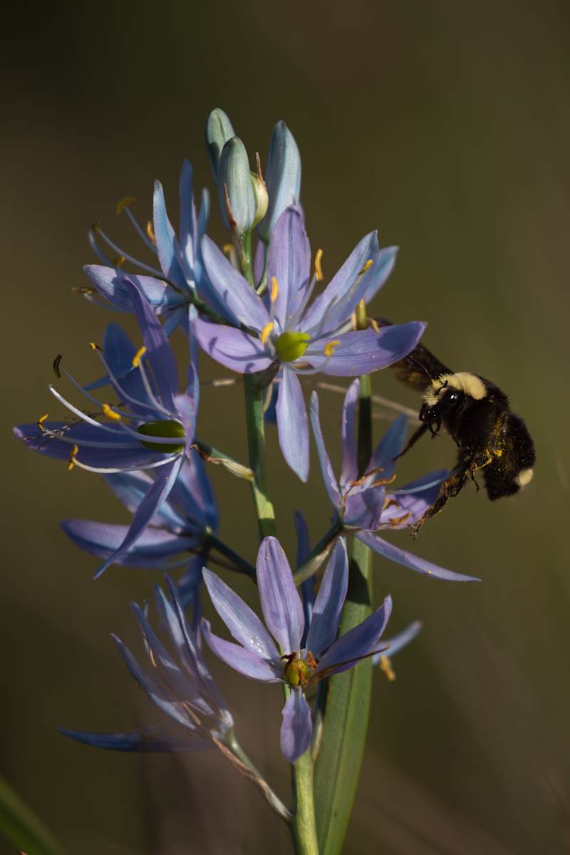 Camas by Amanda Freeman 