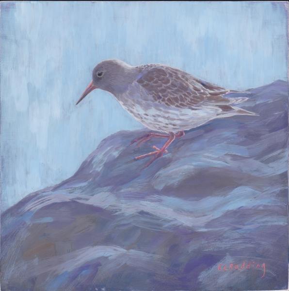 Shorebird Seasons - Winter by Kelly Leahy Radding 