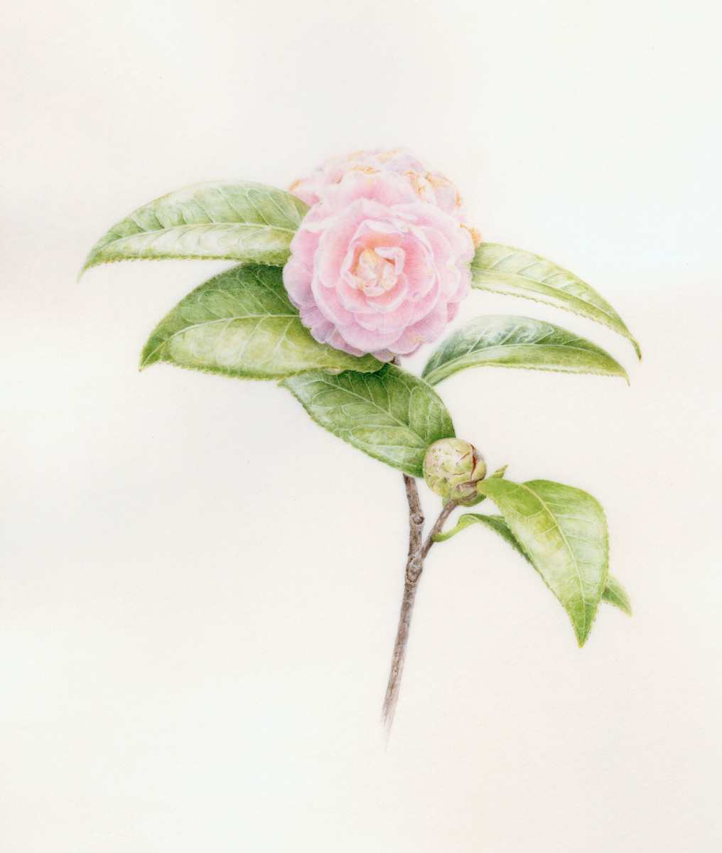 Camellia japonica 'Pink Perfection' by Kelly Leahy Radding 