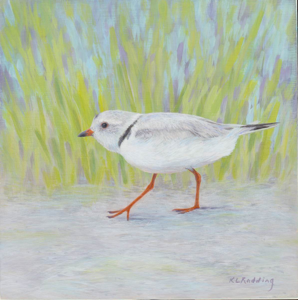Shorebird Seasons - Summer by Kelly Leahy Radding, Image 2.